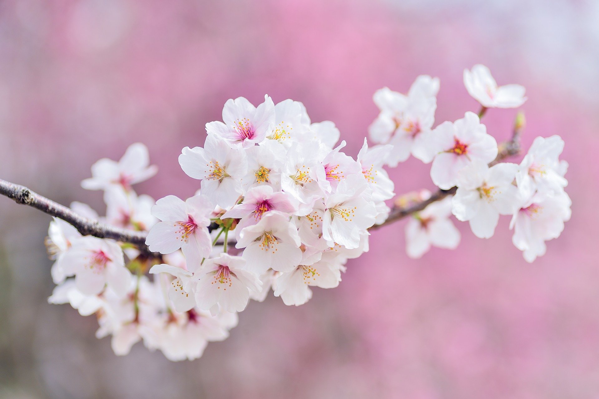 Kirsikankukkia